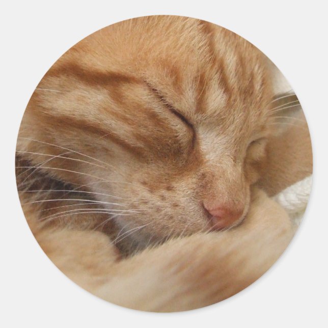 Pegatinas de felino (Anverso)