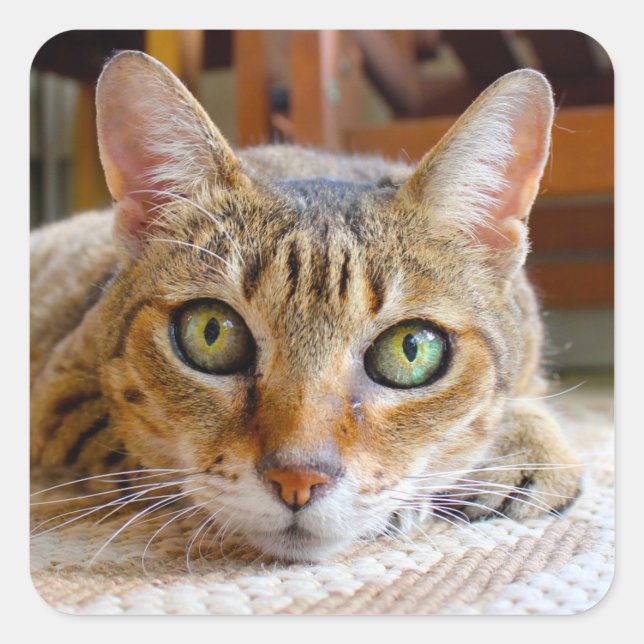 Pegatinas de felino (Anverso)