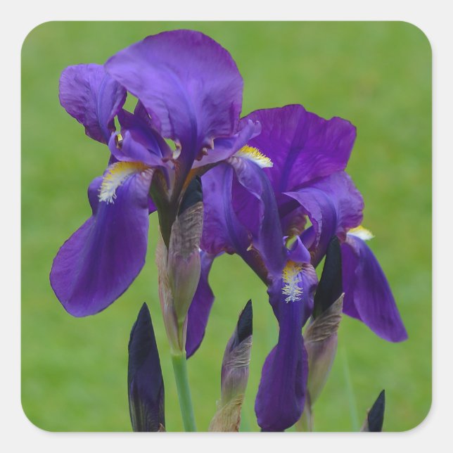 Pegatinas De Flor De Iris Morado (Anverso)