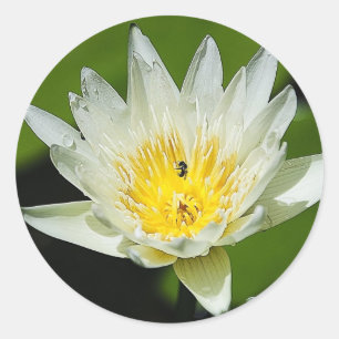 Pegatinas de Flor Lirio de Agua Blanca y Abejas en