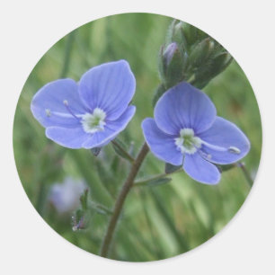Pegatinas de Flores Azules