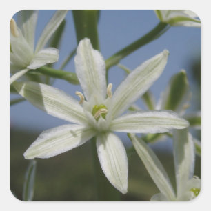 Pegatinas de Flores Blancas