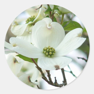 Pegatinas de flores de árbol de dogwood