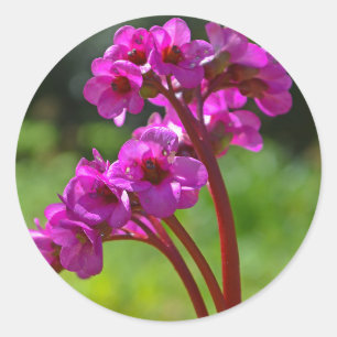 Pegatinas de flores de Bergenia