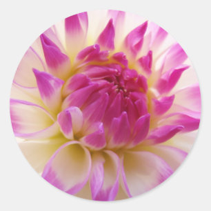 Pegatinas de flores de dalia rosadas blancas Veran