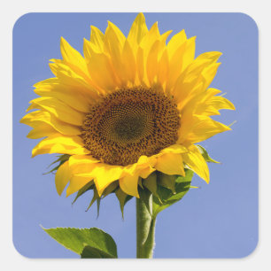 Pegatinas de flores de girasol amarillo Flor de gi