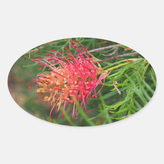 Pegatinas de flores de grevillea (Anverso)
