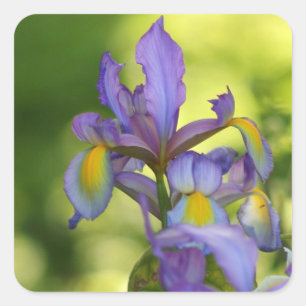 Pegatinas de flores de Iris