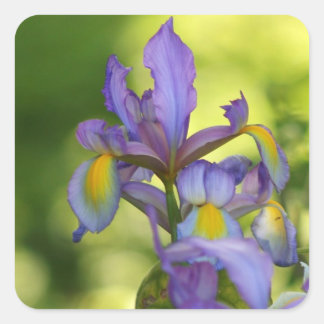 Pegatinas de flores de Iris
