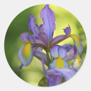 Pegatinas de flores de Iris