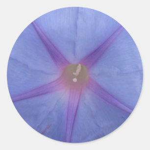 Pegatinas de flores de la gloria de la mañana
