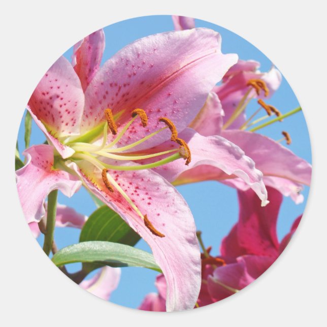 Pegatinas de flores de lirio rosa Formas personali (Anverso)