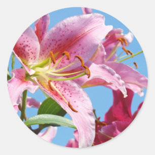 Pegatinas de flores de lirio rosado Personalizados