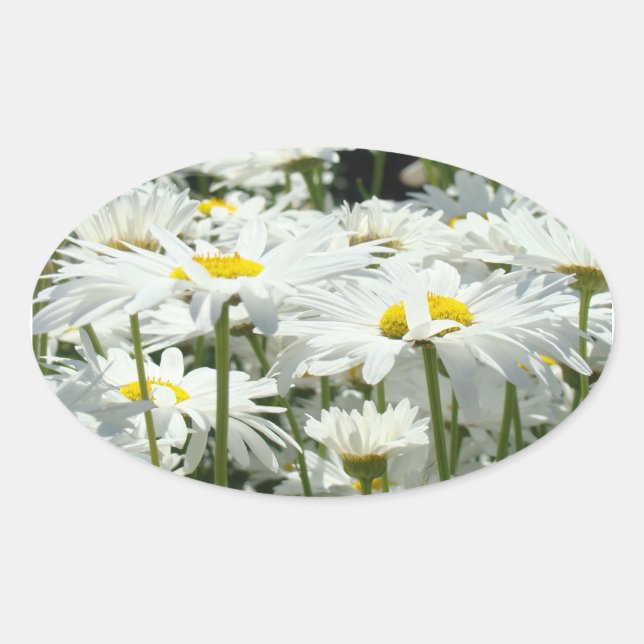 Pegatinas de flores de margarita Sellos de flores  (Anverso)