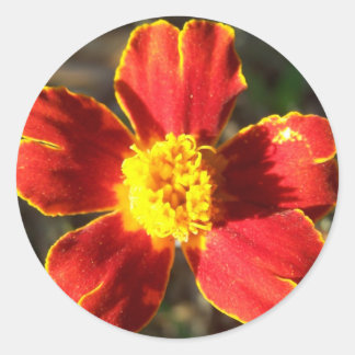 Pegatinas de flores de Marigold