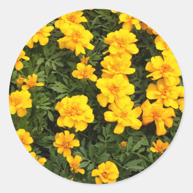 Pegatinas de flores de Marigold (Anverso)
