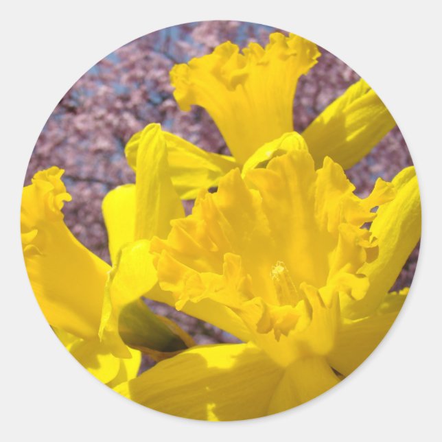 Pegatinas de flores de narciso amarillo Sellos de  (Anverso)