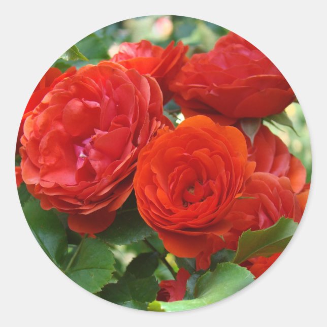 pegatinas de flores de Rosa rojas hermosas rosas (Anverso)