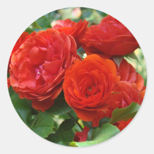 Pegatinas de flores de rosa rojas hermosas ROSES