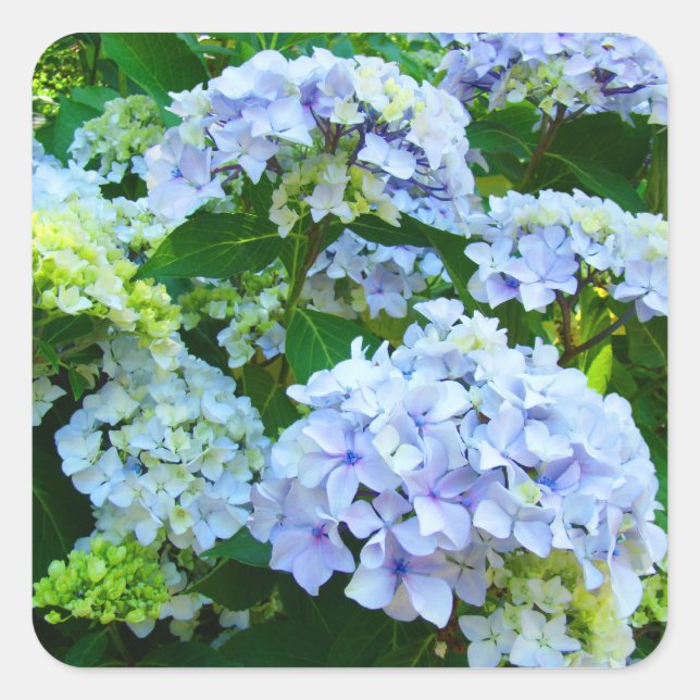Pegatinas de flores de verano Hortensia Azul (Anverso)