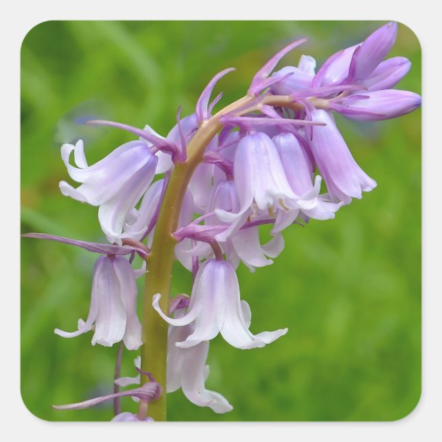 Pegatinas de flores moradas azules (Anverso)