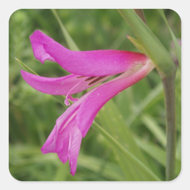 Pegatinas de flores rosadas (Anverso)