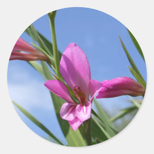 Pegatinas de flores rosadas de primavera