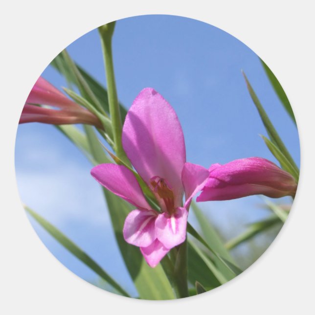 Pegatinas de flores rosadas de primavera (Anverso)