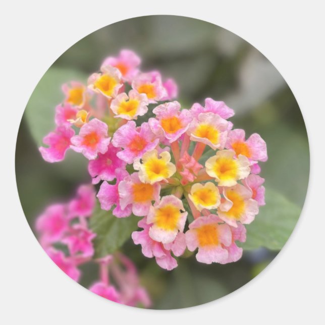 Pegatinas de flores rosadas y naranjas delicadas (Anverso)