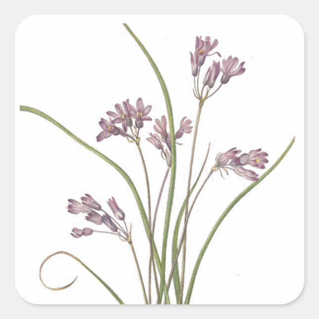 Pegatinas de flores silvestres (Anverso)