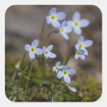 Pegatinas de flores silvestres Bluets Little Purpl
