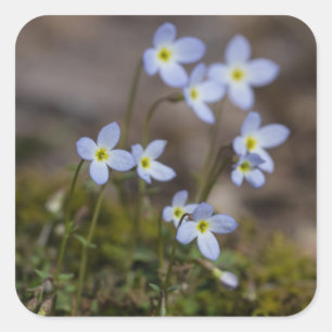 Pegatinas de flores silvestres Bluets Little Purpl