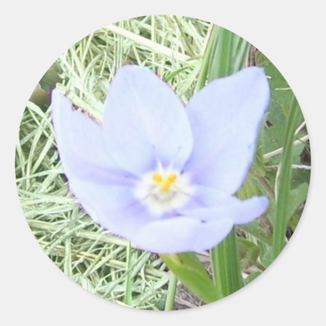 Pegatinas de Flores Silvestres Sonrientes (Anverso)