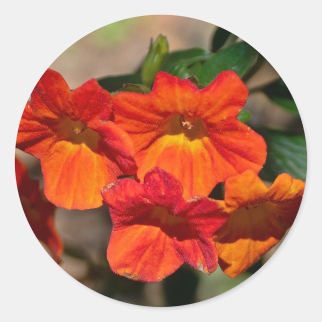 Pegatinas de flores Streptosolen Naranja Marmalade (Anverso)
