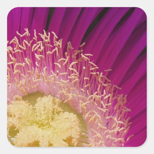 Pegatinas de flores vibrantes (Anverso)