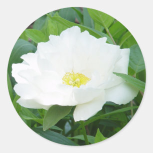 Pegatinas de Flores White Peony