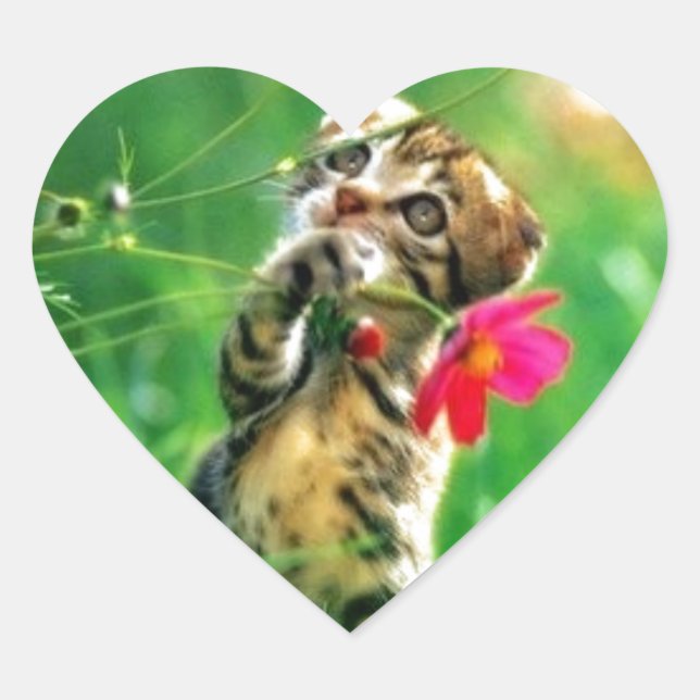 Pegatinas de forma de corazón gatito (Anverso)