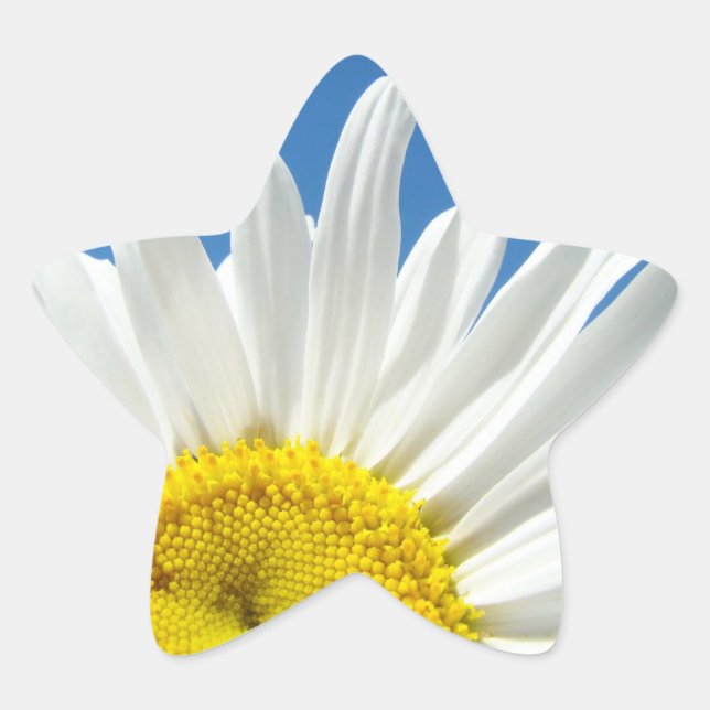 Pegatinas de forma de estrella Flores de margarita (Anverso)