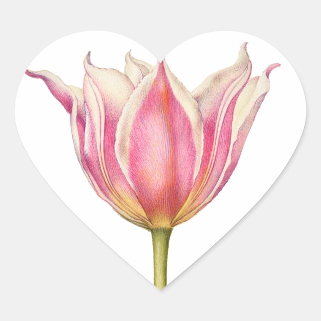 Pegatinas de forma de tulipán rosado (Anverso)
