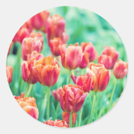 Pegatinas de Foto Floral de Tulipanes de Ámsterdam
