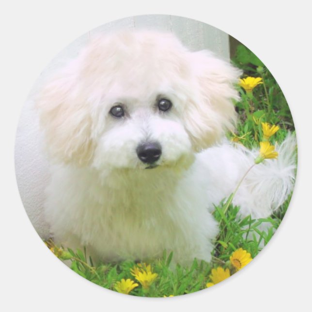 Pegatinas de fotografía (Anverso)