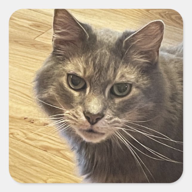 Pegatinas de fotografía de Maine Coon Cat (Anverso)