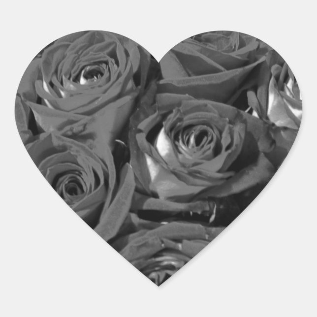 Pegatinas de fotografía de Rosas de aspecto blanco (Anverso)