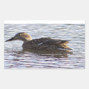 Pegatinas de fotografía del pato Mallard