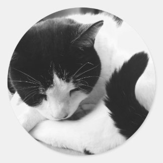 Pegatinas de fotos de gatos negros y blancos