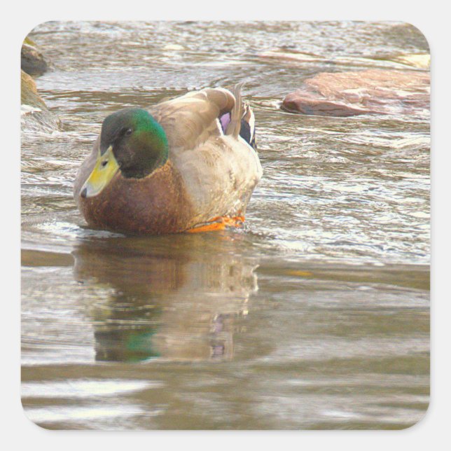 Pegatinas de fotos de pato real (Anverso)