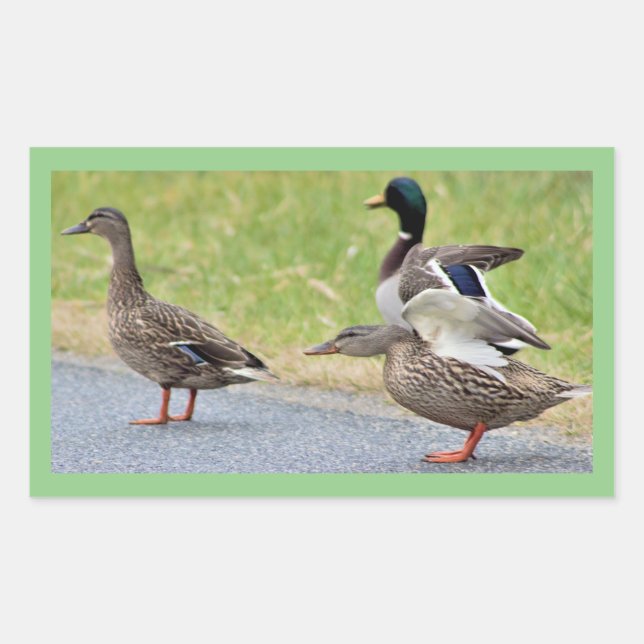 Pegatinas de fotos de patos (Anverso)