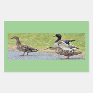 Pegatinas de fotos de patos