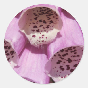 Pegatinas de Foxglove