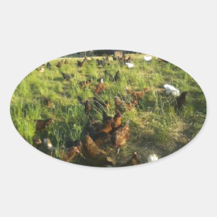 Pegatinas de Free Range Hen